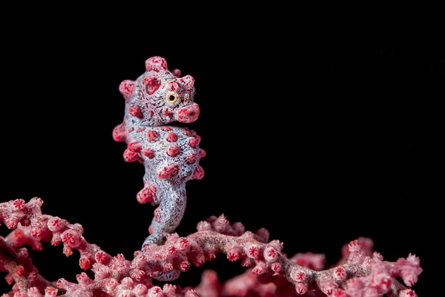 1. mjesto u kategoriji DSLR Macro - Nadia Chiesi, Italija
