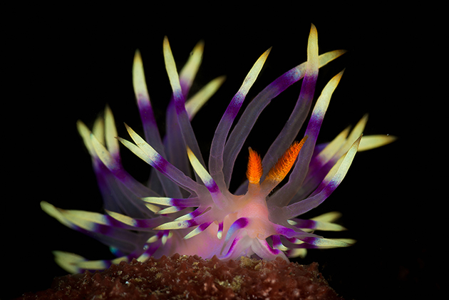 1. MASSIMO GIORGETTA - Nudibranch DSLR