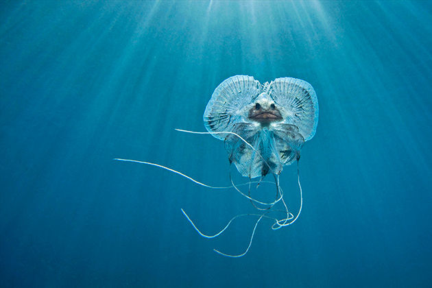 2. MARINKO BABIĆ - Fish DSLR